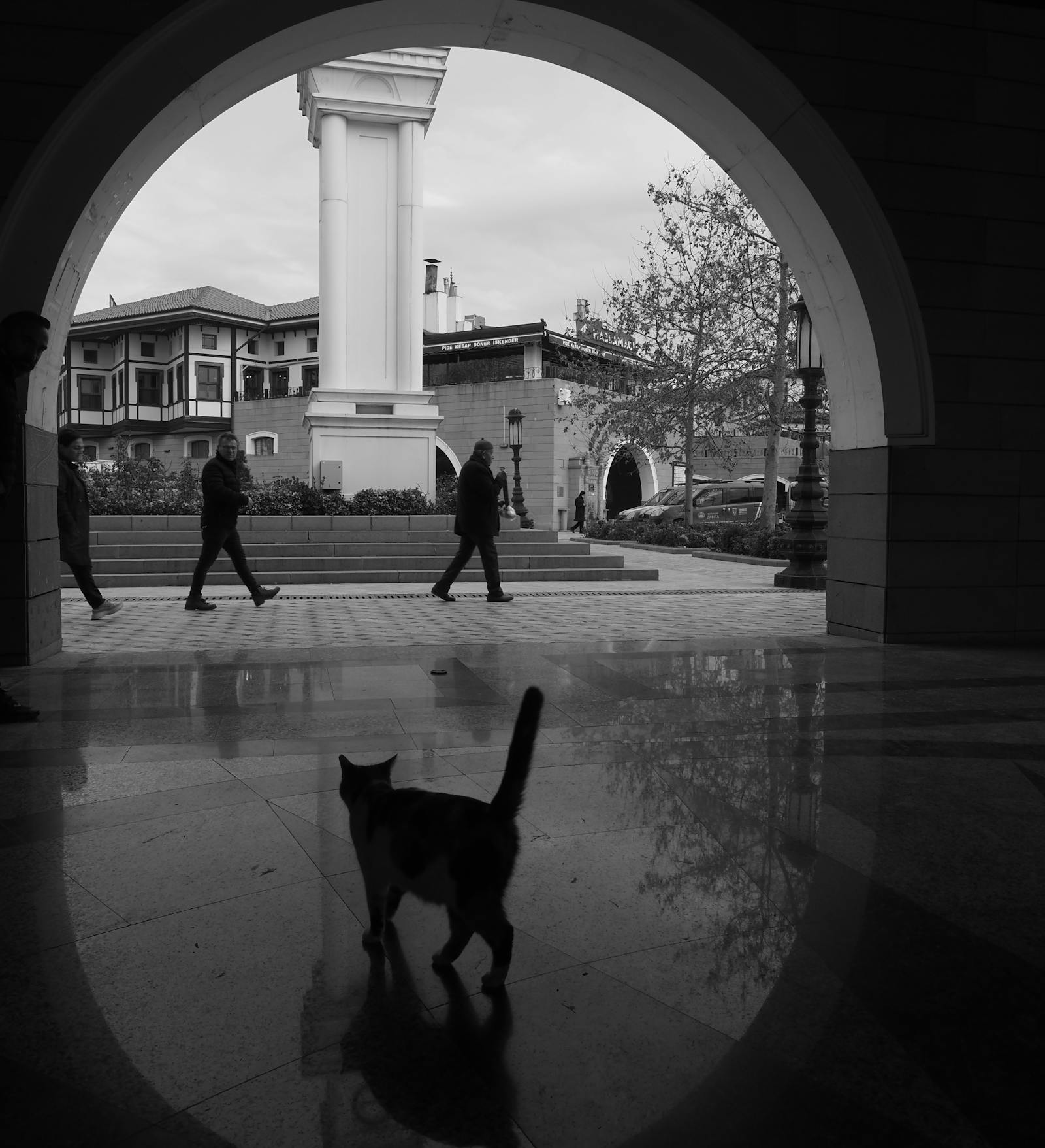 And cat photos photos download the best free and cat photos stock