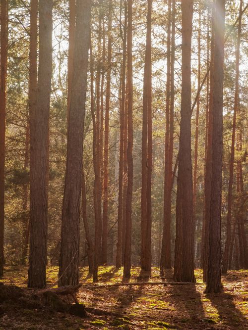 Free Serene forest in Sulejówek, Poland with sunlight filtering through pine trees. Stock Photo