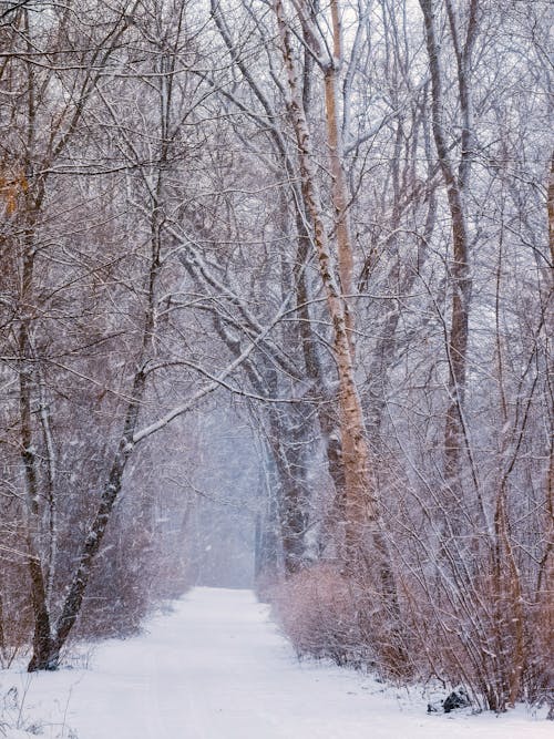 Imagine de stoc gratuită din alb, arbori, fotografiere verticală