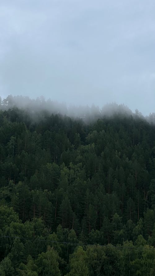 Cloud and Fog over Forest
