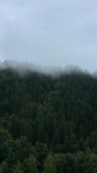 A serene misty forest landscape with low clouds enveloping the trees, creating a tranquil nature view.