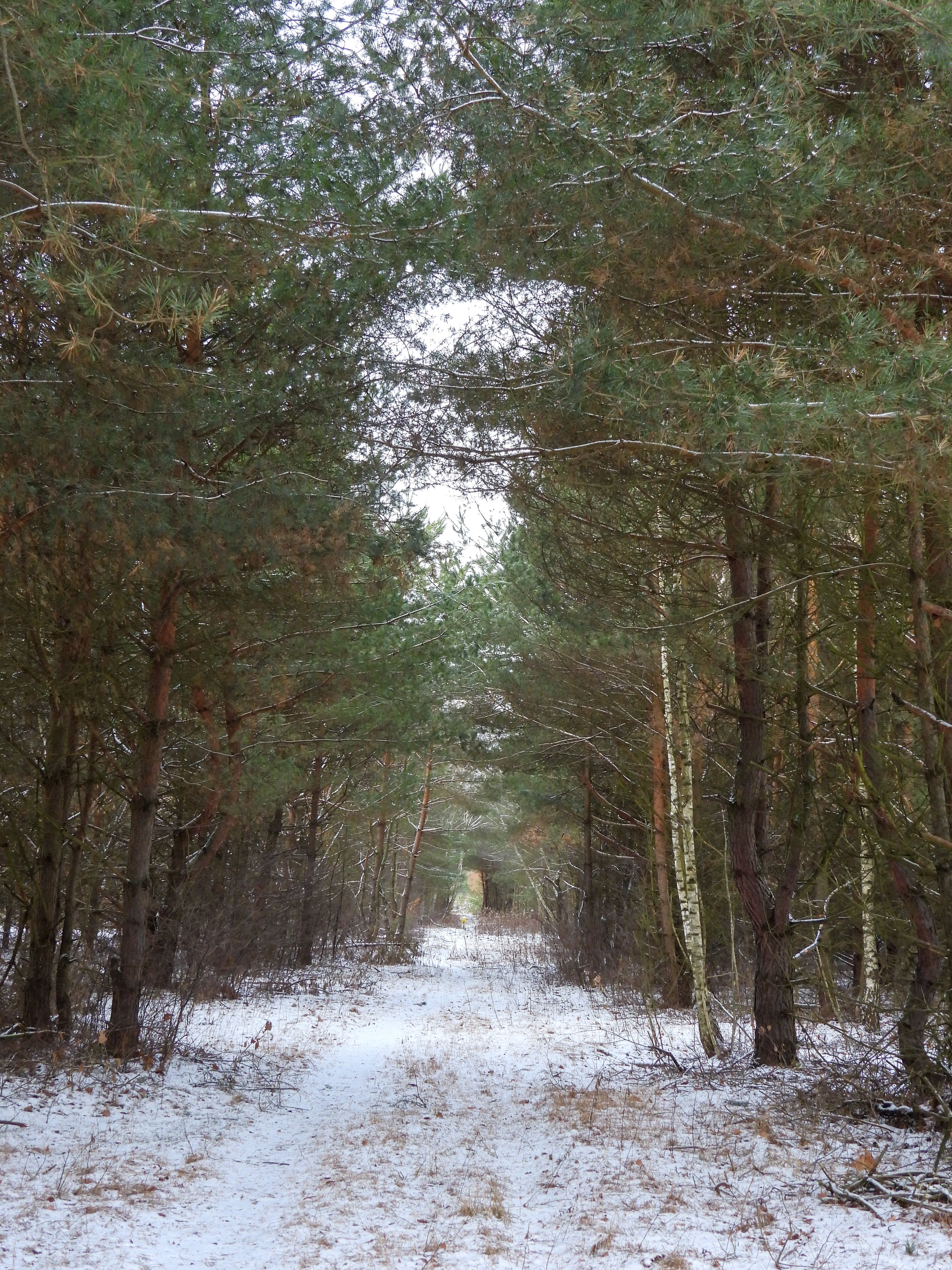 A snowy path in the woods with trees · Free Stock Photo