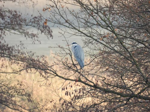 Kostnadsfri bild av djurfotografi, fågel, gråhäger