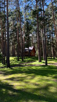Charming wooden cabin nestled in a lush green pine forest under clear blue skies.