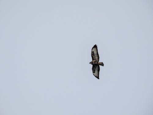 Gratis lagerfoto af fælles buzzard, fugl