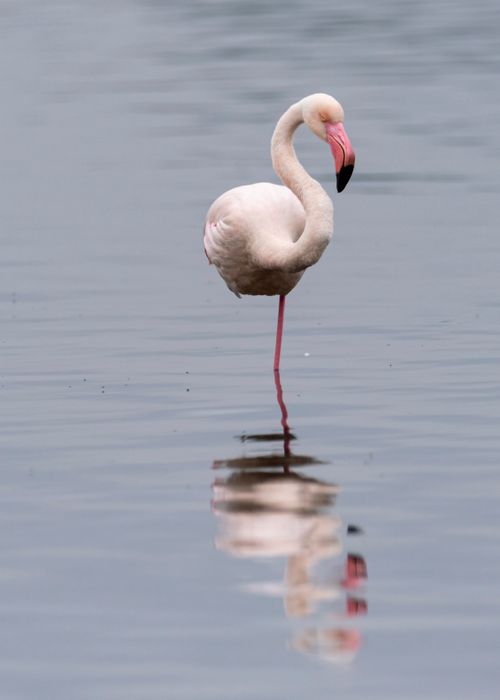 Free Graceful flamingo with reflection in calm water, showcasing nature's beauty and serenity. Stock Photo