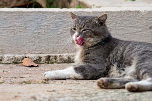 hayvan, kedi içeren Ücretsiz stok fotoğraf