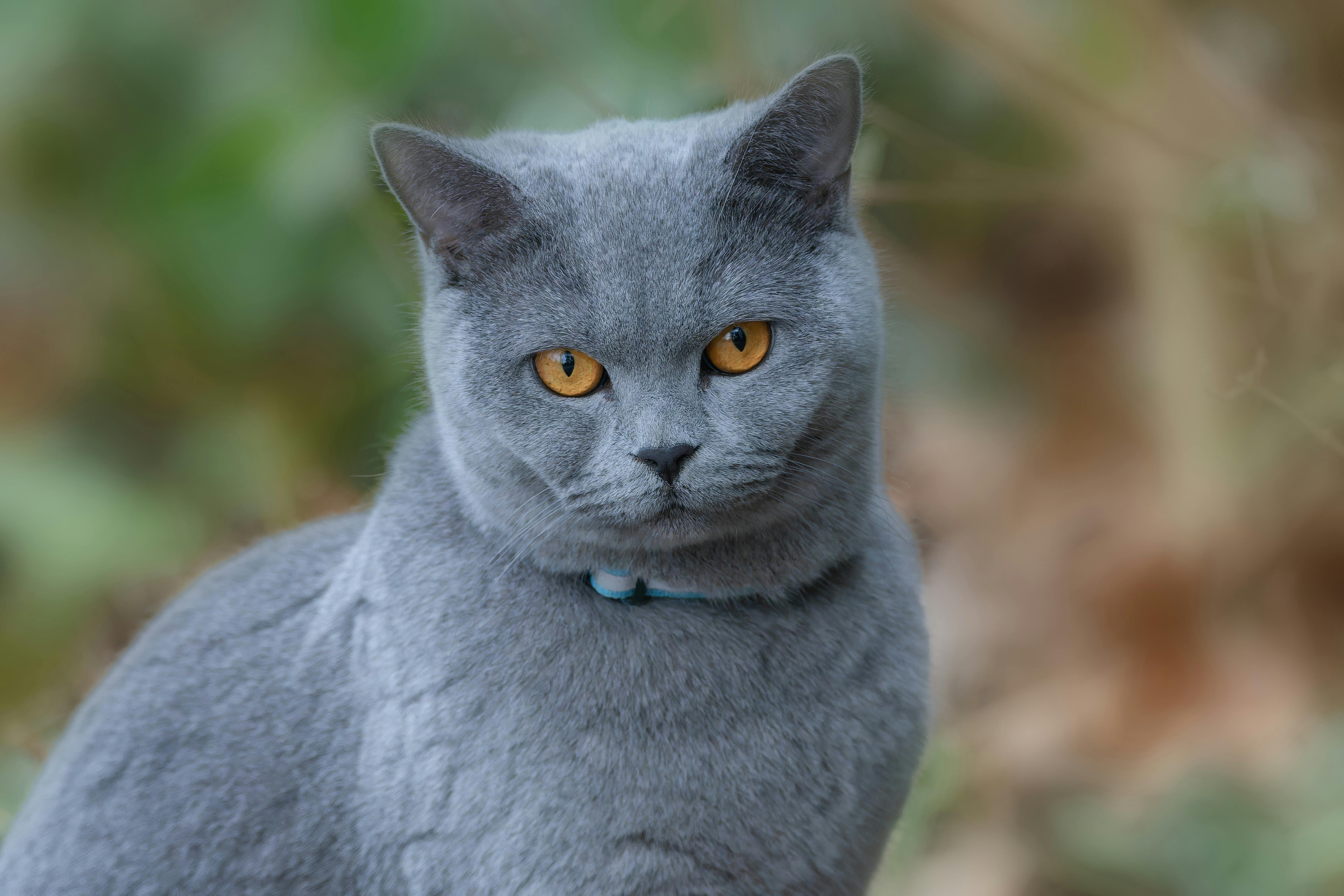 A British Shorthair cat with piercing eyes sits in a garden setting, showcasing its soft fur and elegant posture.