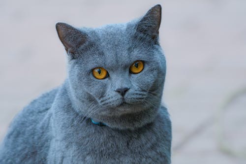 Kostenloses Stock Foto zu britisch, britische katze, haustier