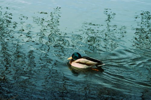 Duck in a Stream