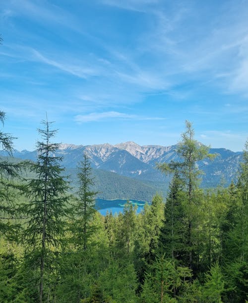 Kostnadsfri bild av barrträd, panorama, sjö