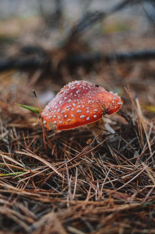 Toadstool in a Forest 