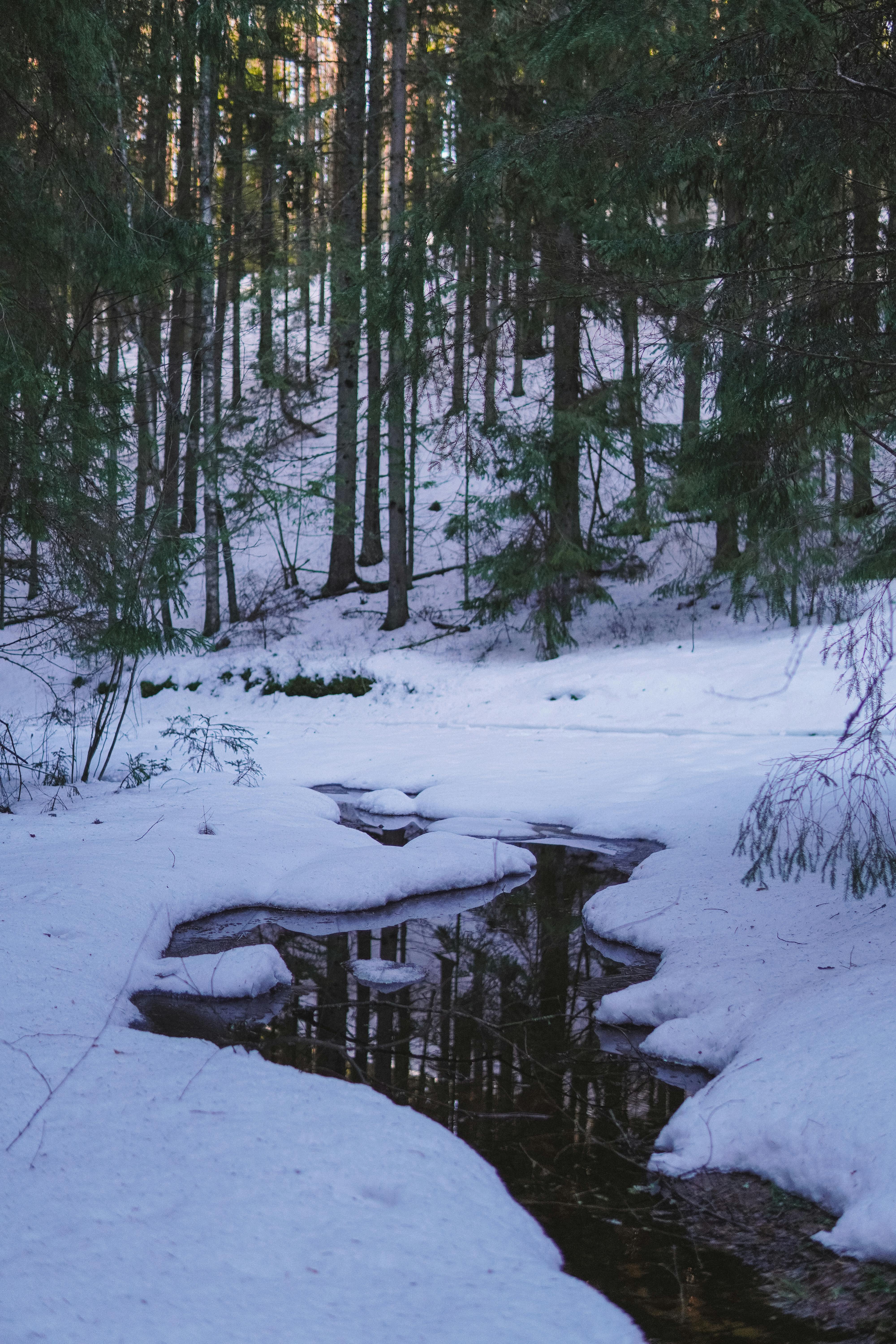 Serene forest landscape with a stream flowing through snow-covered trees.