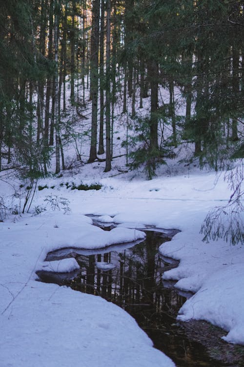 Gratis lagerfoto af å, flod, forkølelse