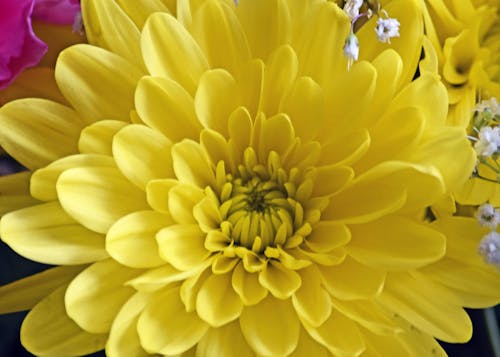 Free stock photo of beautiful flower, flower, yellow
