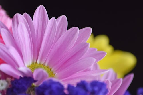 Free stock photo of beautiful flower, daisy, flower