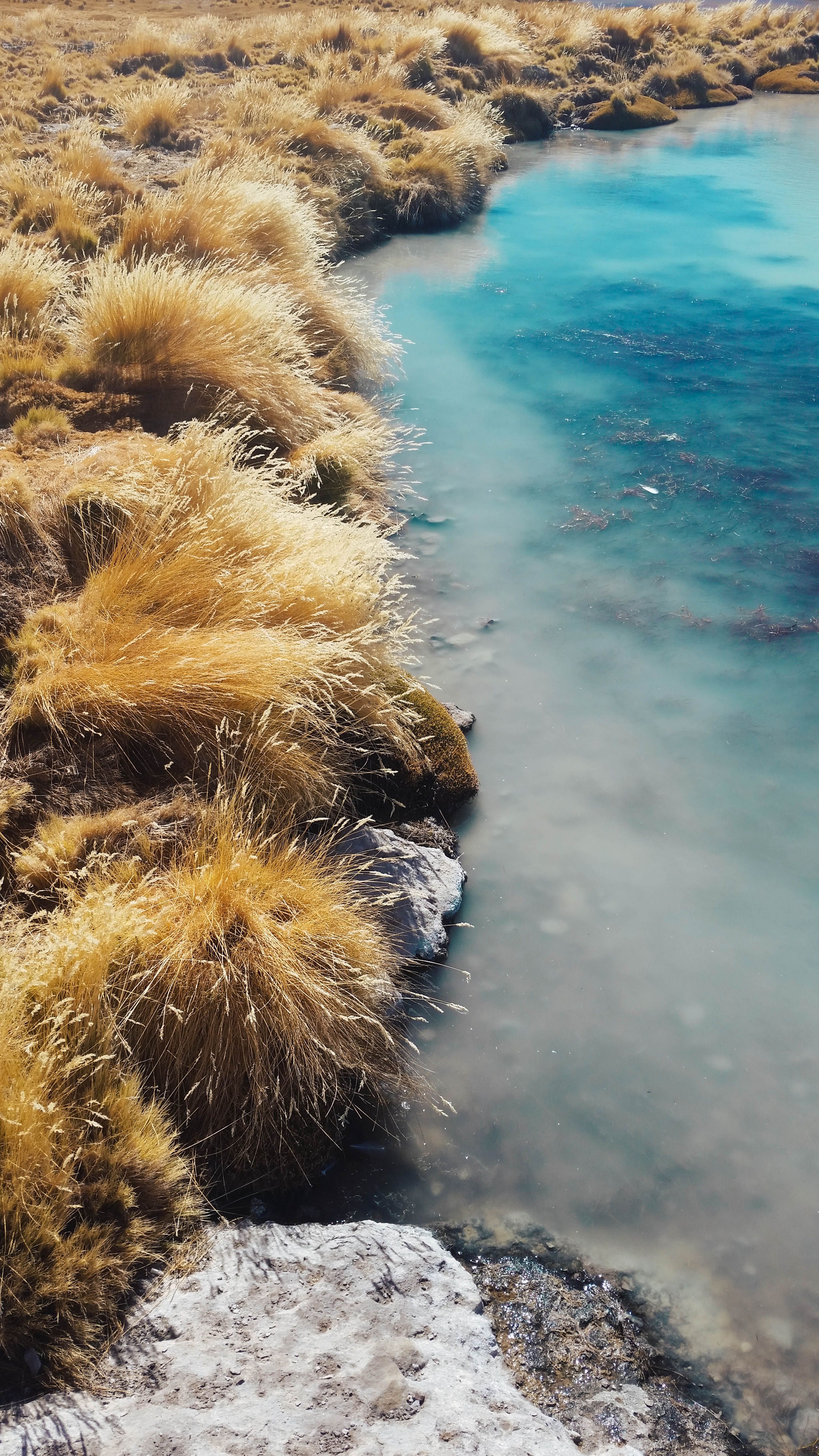 A tranquil outdoor scene featuring a turquoise stream bordered by dry golden grass.