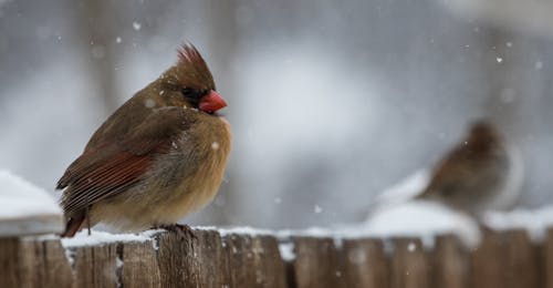 Cardinal Birds on a Wooden Fence 