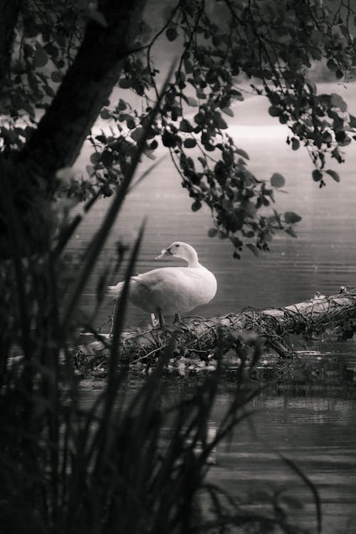 Goose on Lake in Black and White