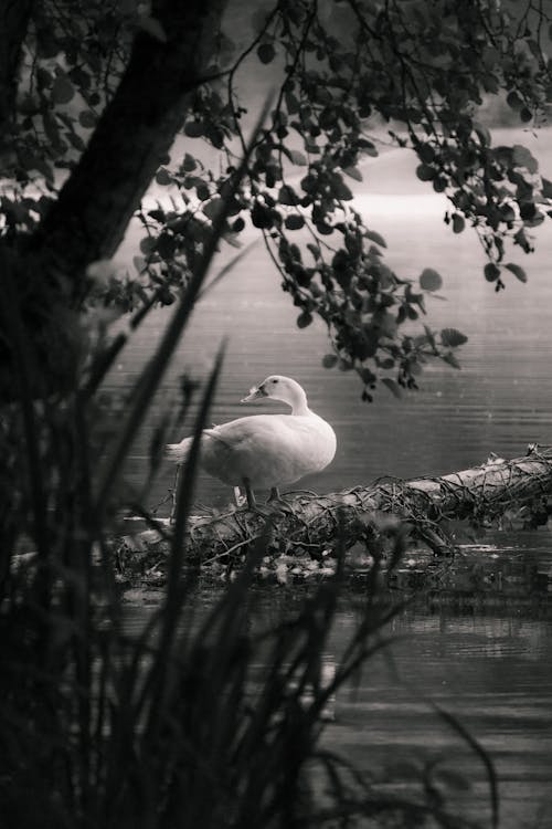 Foto stok gratis alam, burung, danau