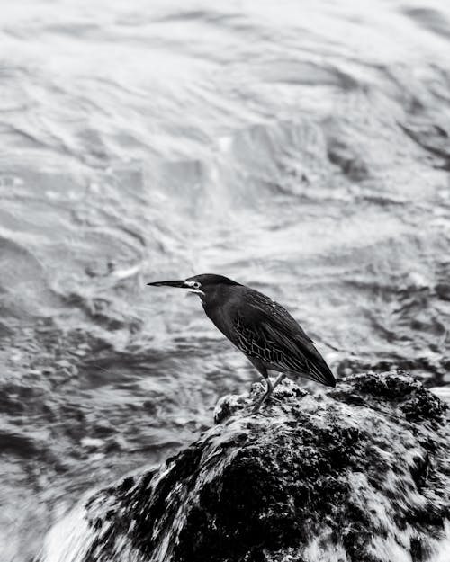 Egret on Rock over Water in Black and White