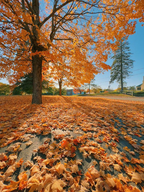 Free stock photo of autumn, fall, maine