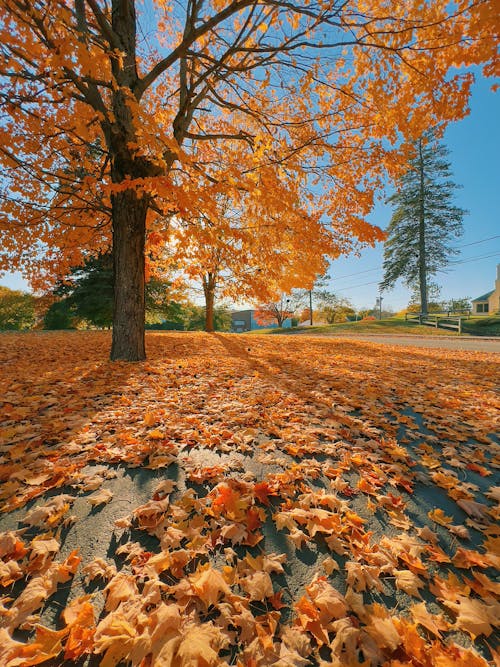 Základová fotografie zdarma na téma maine, oranžová, oranžové listy