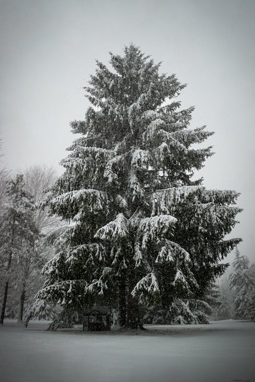 Conifer Tree in Winter 