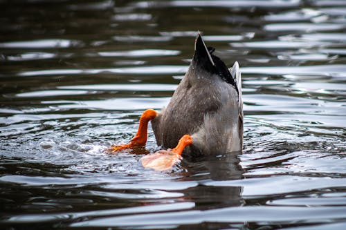 Foto stok gratis air, bebek, bebek liar