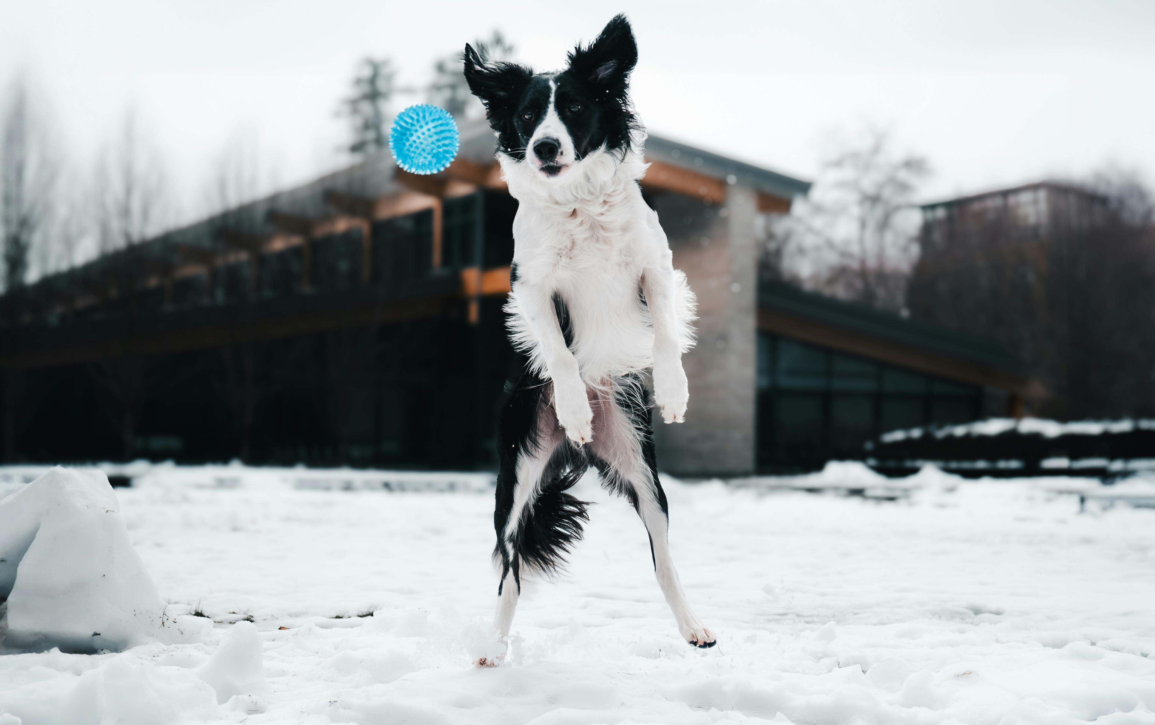A playful dog leaps to catch a blue ball in a snowy park setting in Vancouver, BC, Canada.