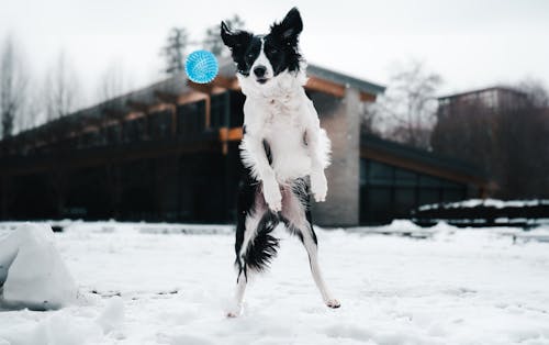 A dog jumping up to catch a frisbee in the snow