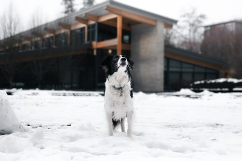 A dog is standing in the snow in front of a building