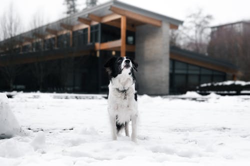 Gratis arkivbilde med border collie, dyr, dyrefotografering