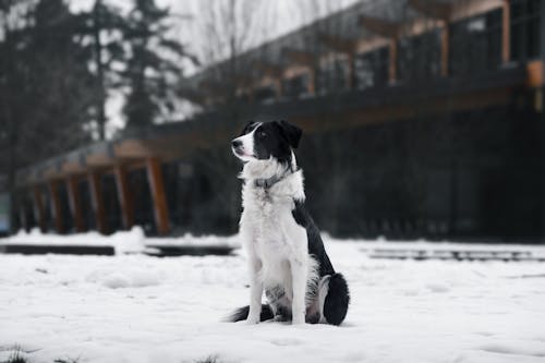 Border Collie Dog Sitting on Snow