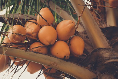 Frutas De Coco