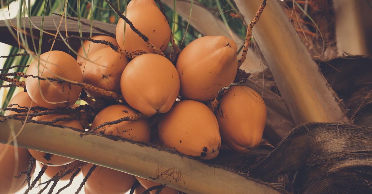 Coconut Fruits · Free Stock Photo