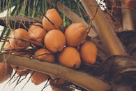 特写镜头中，户外棕榈树上聚集着充满活力的金色椰子