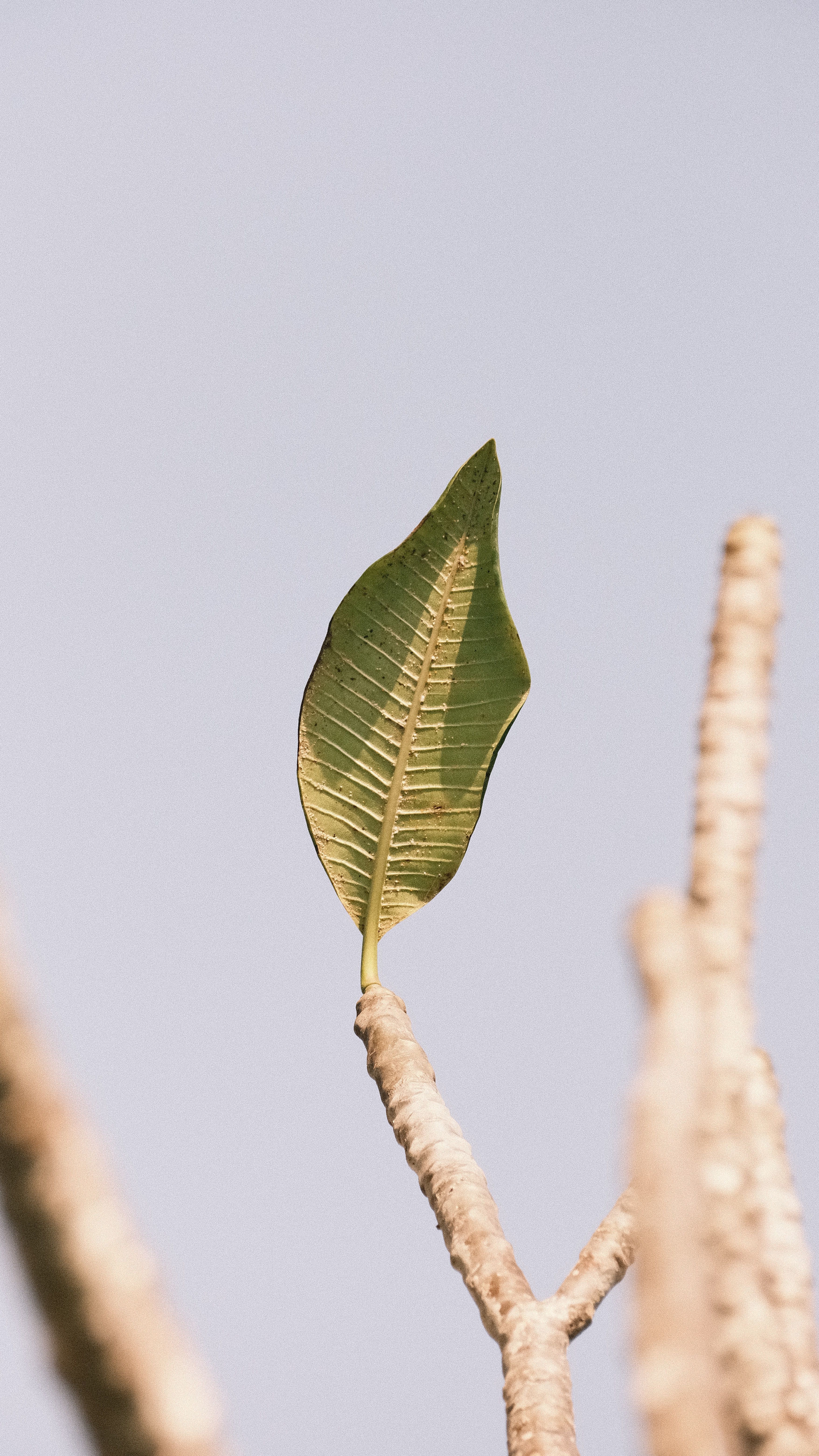 Green Flat Oblong Leaf Plant on Close Up Photography · Free Stock Photo