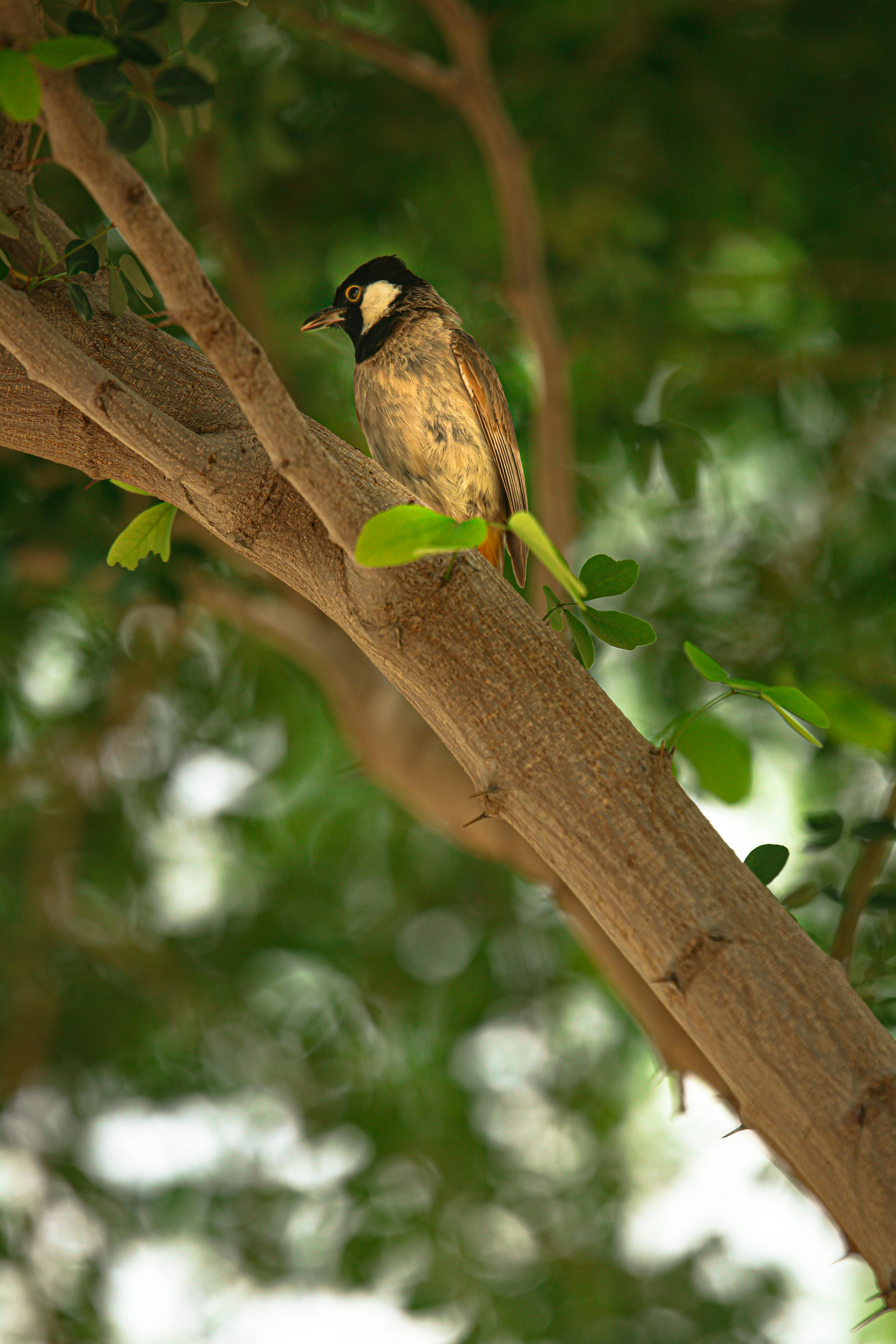 white eared bulbul perching on a branch