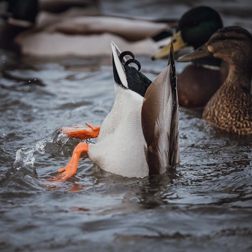 Duck Diving in Water