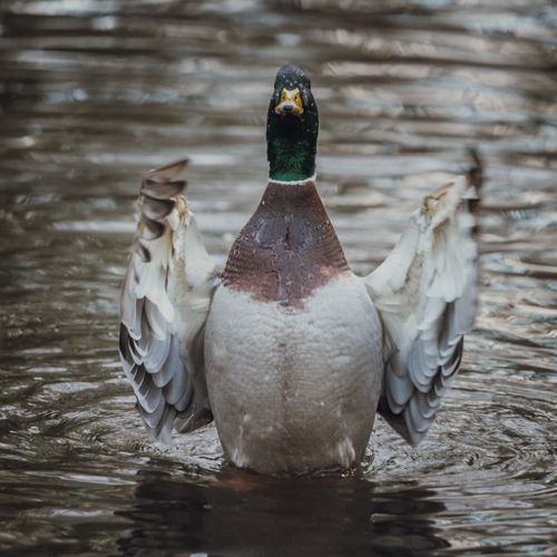 Free A vivid mallard duck showcasing its vibrant plumage while standing on a calm lake. Stock Photo