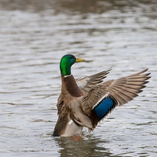 Free A vibrant male mallard duck stretches its wings on a tranquil lake surface. Stock Photo