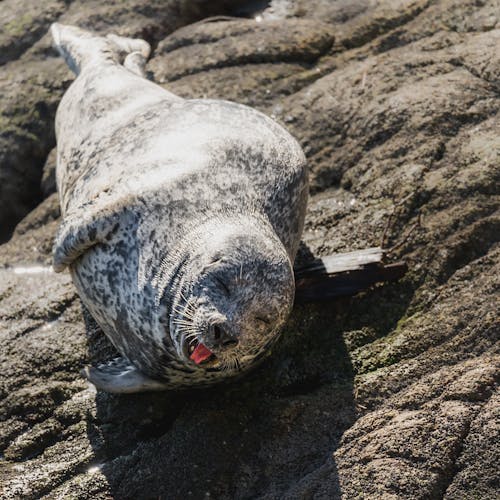 Dappled Seal Lying on a Stone