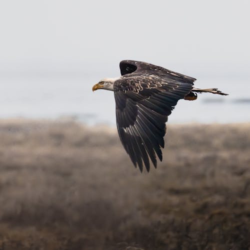 Closeup of a Bald Eagle Flying over a Blurred Landscape