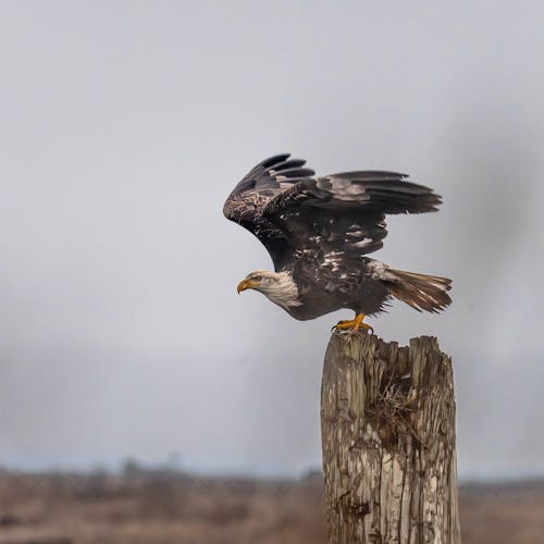 Foto profissional grátis de águia careca, animais selvagens, ave