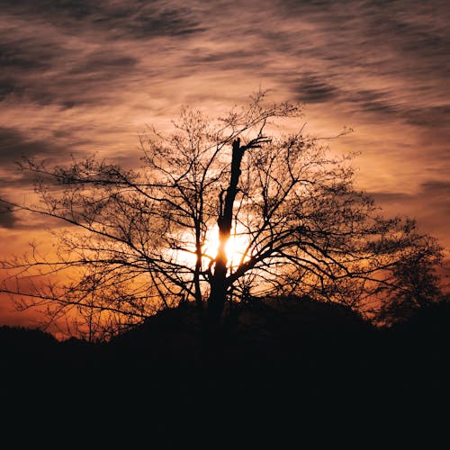 Foto profissional grátis de árvore, columbia britânica, pôr do sol
