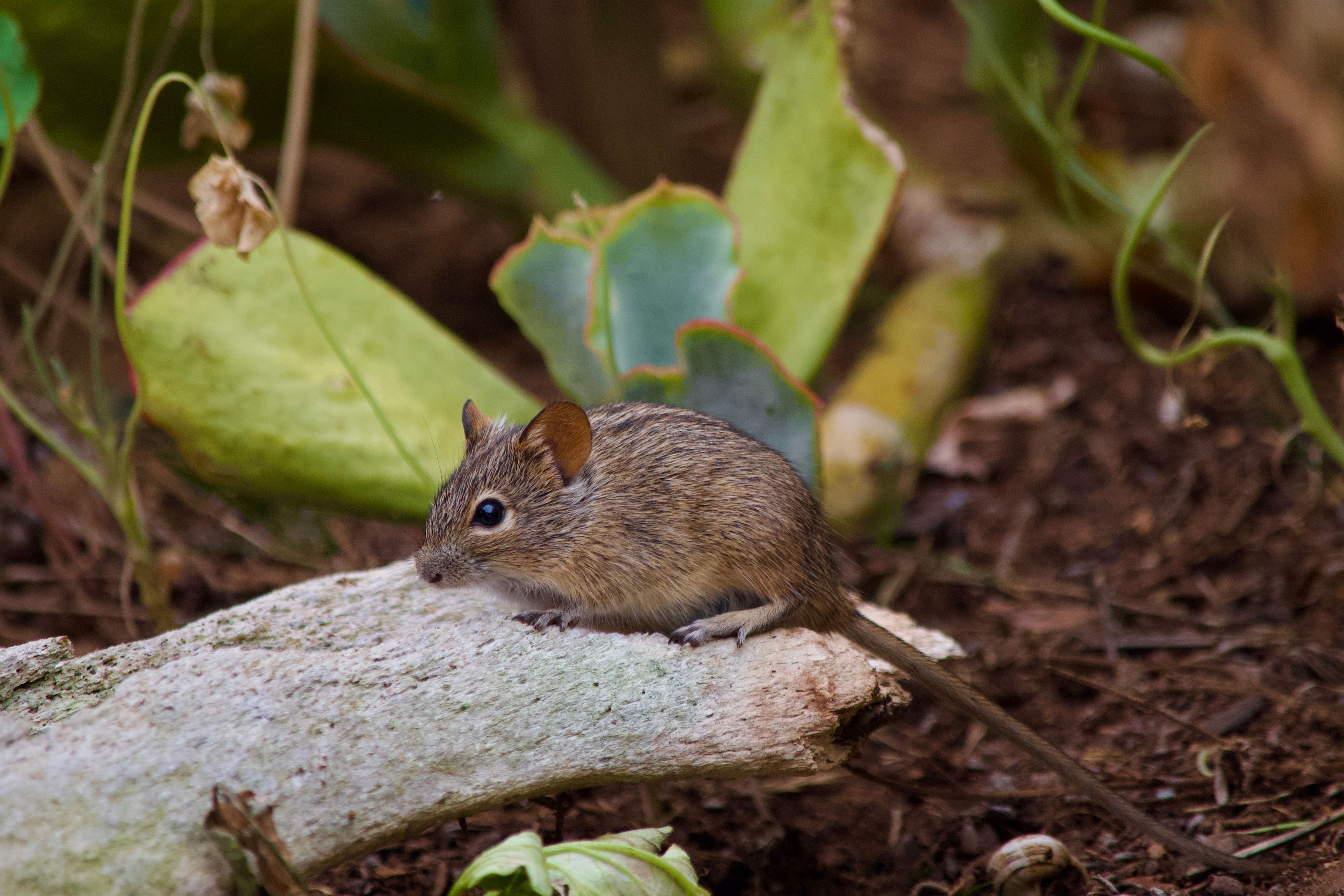 A close-up photo of a mouse on a branch in Cape Town's natural setting.