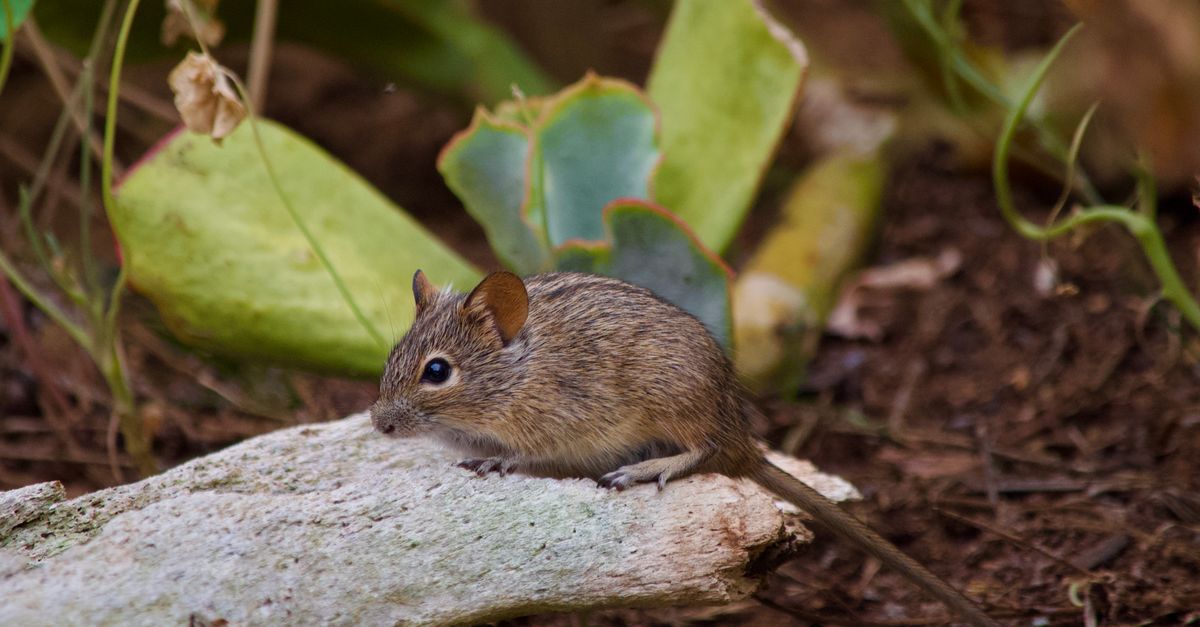 Mouse Creature Small Small Mouse on Ground · Free Stock Photo