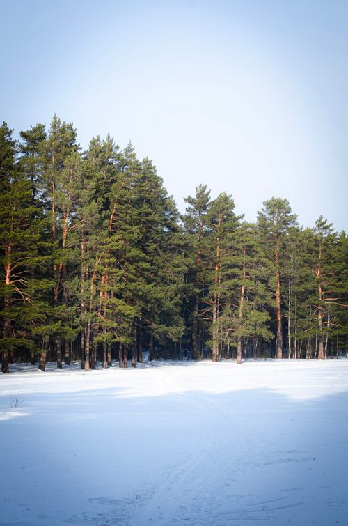 Free Peaceful wintry scene of pine trees and snow under a clear blue sky. Stock Photo