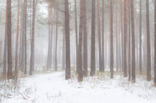 Fotobanka s bezplatnými fotkami na tému chladný, hmla, les